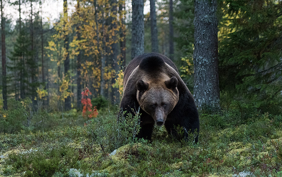 Bear in autumncolors